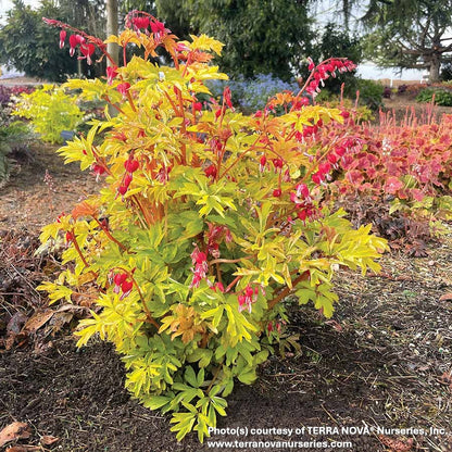 Dicentra spectabilis 'Ruby Gold' (Bleeding Heart) 1G