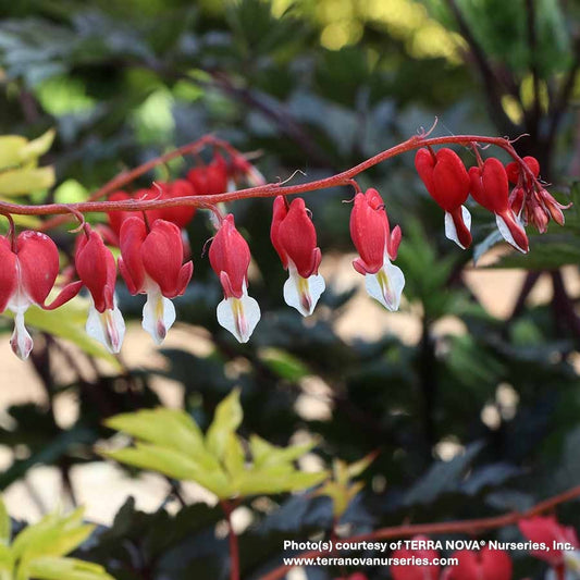 Dicentra spectabilis 'Ruby Gold' (Bleeding Heart) 1G
