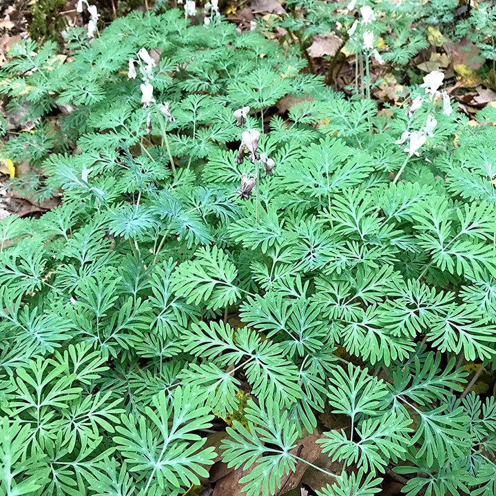 Dicentra cucullaria 3.25"