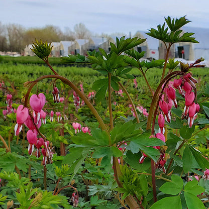 Dicentra spectabilis 1G