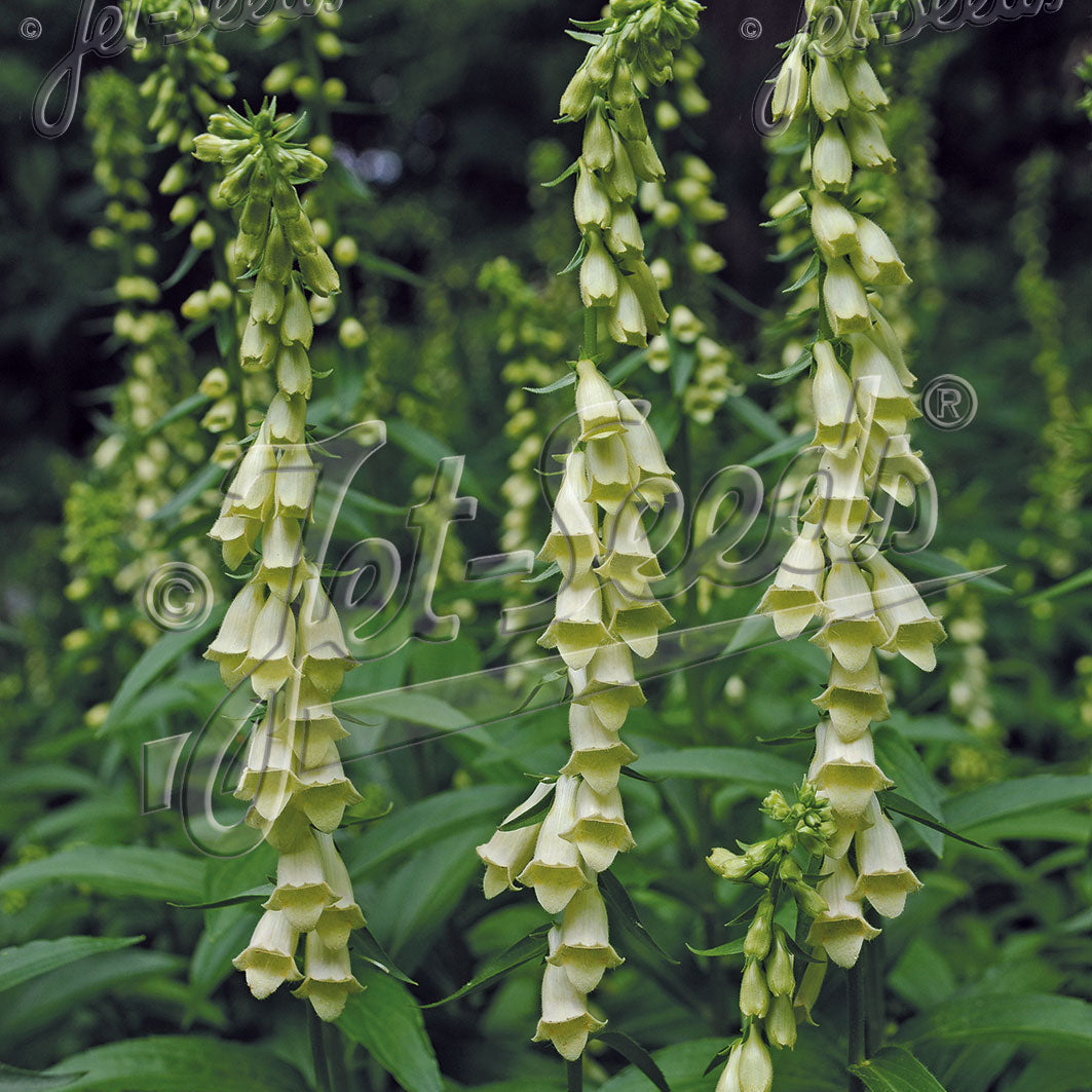 Digitalis lutea 1Q