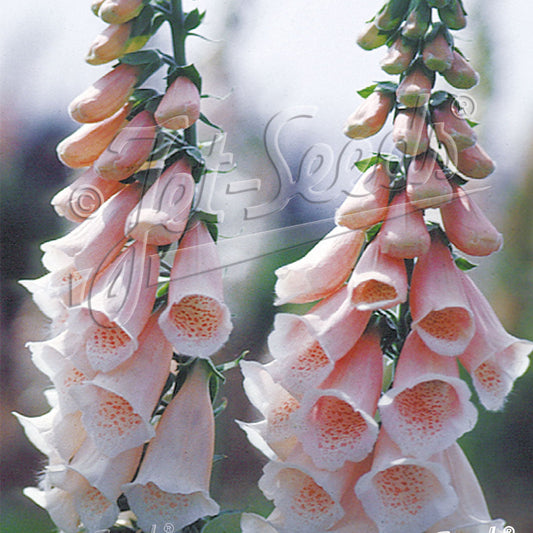 Digitalis purpurea Apricot Beauty 3.25"