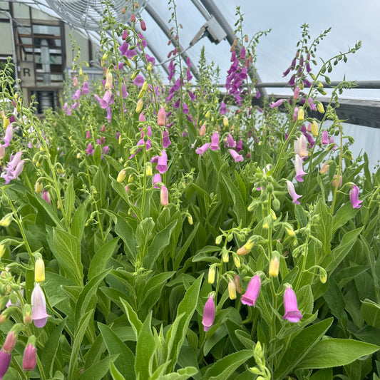 Digitalis thapsi (Spanish Foxglove) 1G