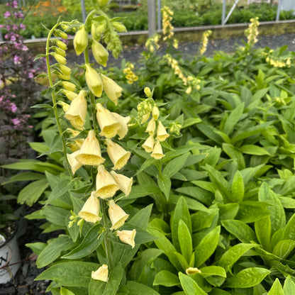 Digitalis grandiflora 1Q