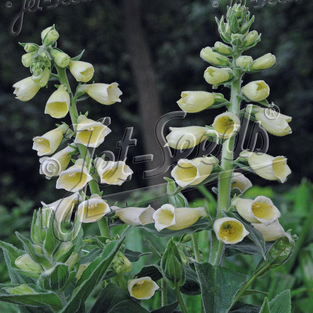 Digitalis grandiflora Creme Belle 1G