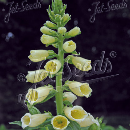 Digitalis grandiflora Creme Belle 1G