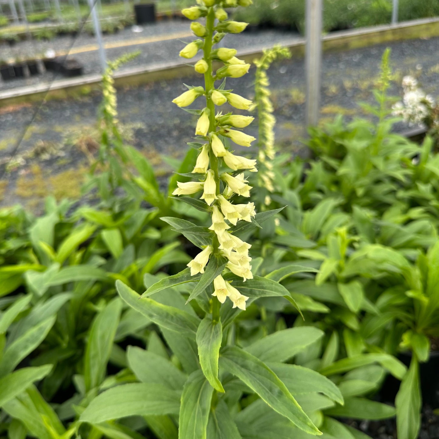Digitalis lutea 1Q
