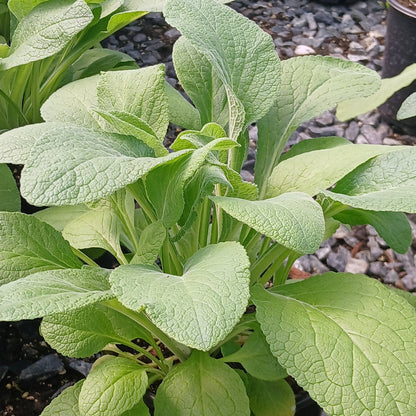 Digitalis purpurea Apricot Beauty 3.25"