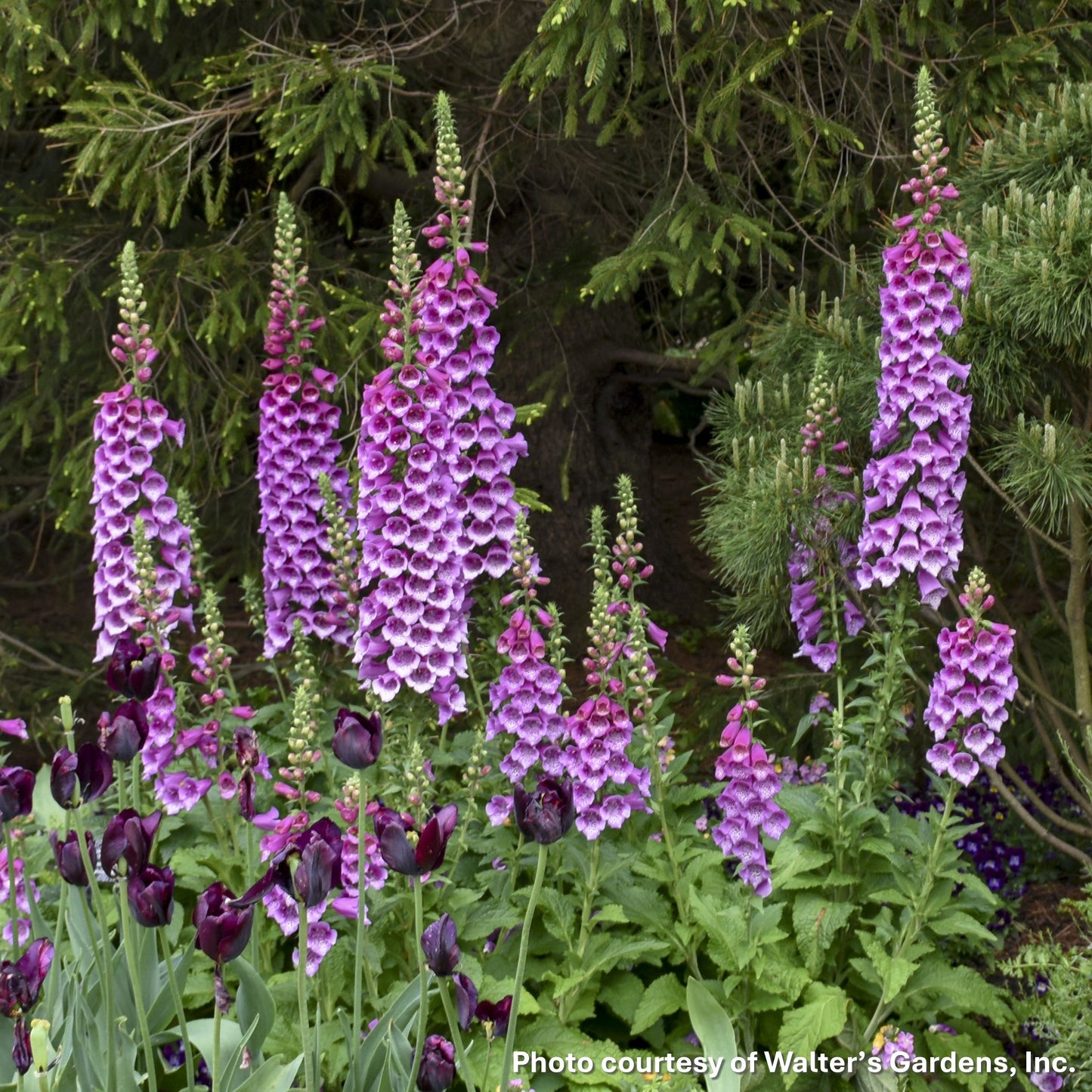 Digitalis purpurea Dalmatian Purple 1G