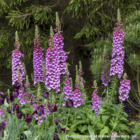 Digitalis purpurea Dalmatian Purple 1G