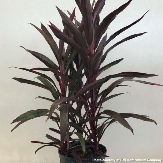 Cordyline australis Red Sensation 1G