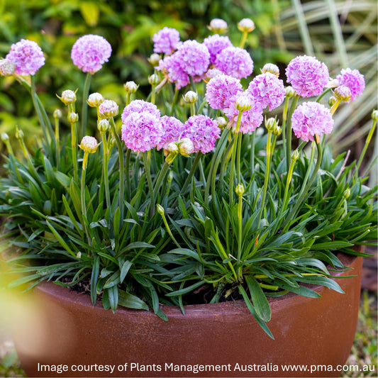 Armeria pseudarmeria ‘Sweet Dreams’ (Thrift) 1G