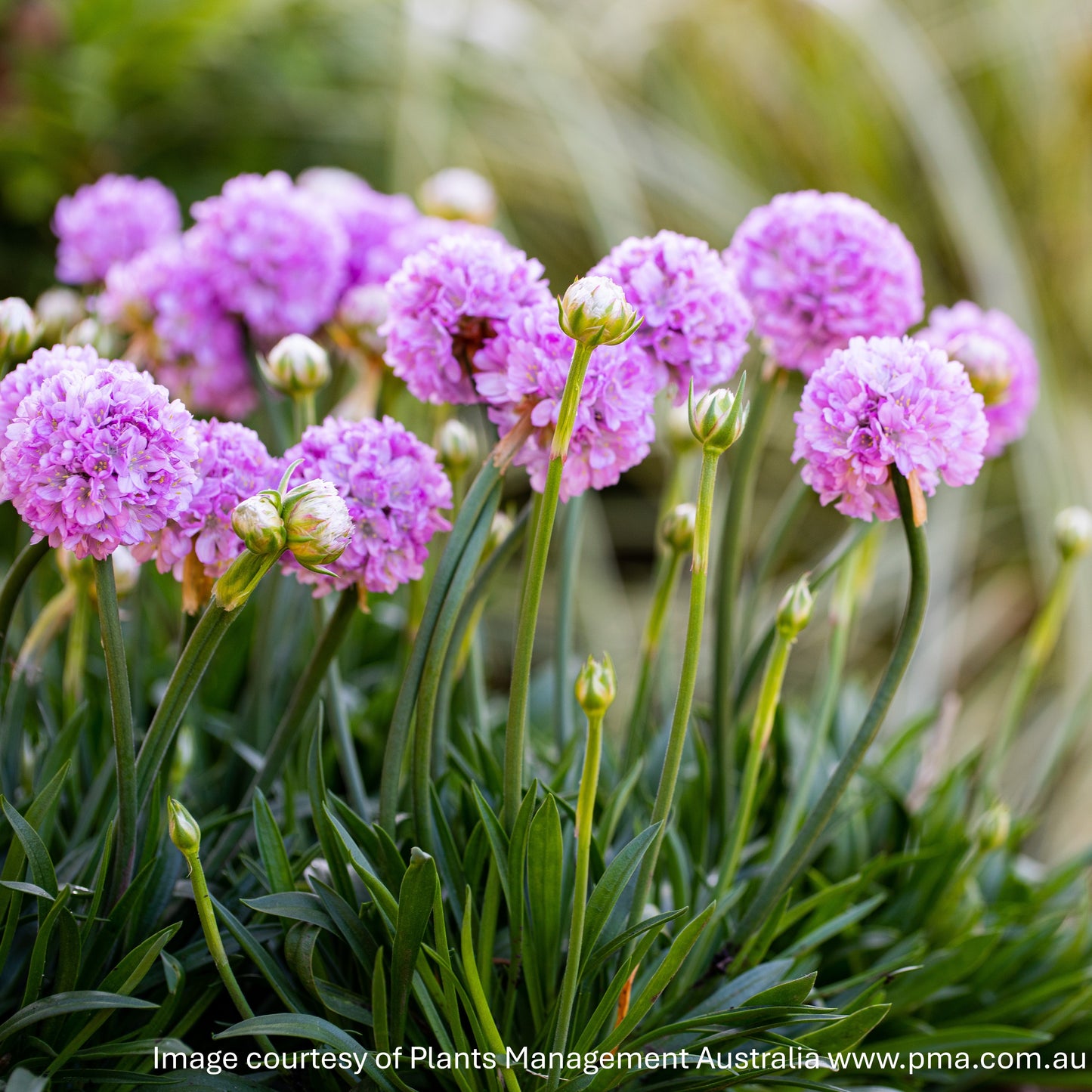 Armeria pseudarmeria ‘Sweet Dreams’ (Thrift) 1G