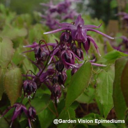 Epimedium grandiflorum 'Purple Prince' (Fairy Wings) 2.5"