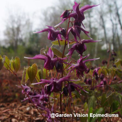 Epimedium grandiflorum 'Purple Prince' (Fairy Wings) 2.5"