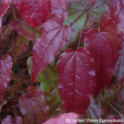 Epimedium x 'Enchantress' (Fairy Wings) 2.5"