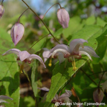 Epimedium x 'Enchantress' (Fairy Wings) 2.5"