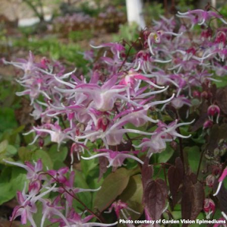 Epimedium grandiflorum Tama No Genpei 2.5"