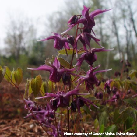Epimedium grandiflorum Purple Prince 2.5"