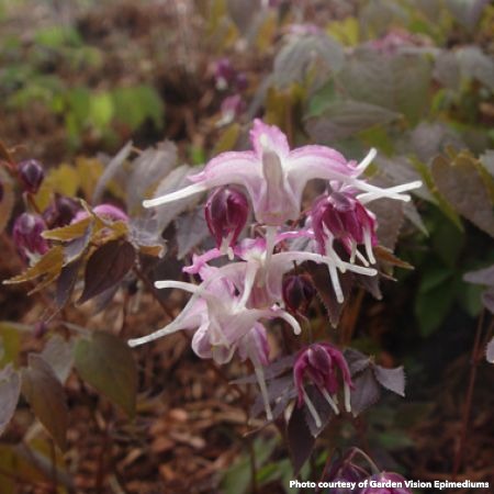 Epimedium grandiflorum Queen Esta 2.5"