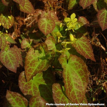 Epimedium perralchicum Frohnleiten 1G