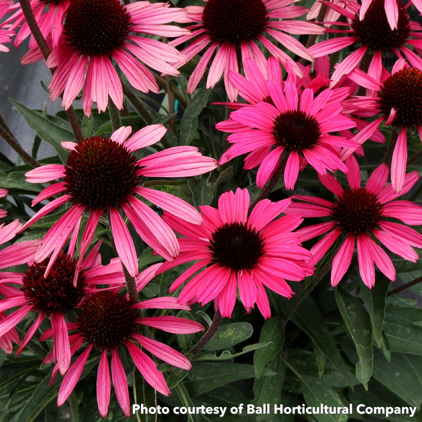 Echinacea Dark Shadows Wicked 1Q