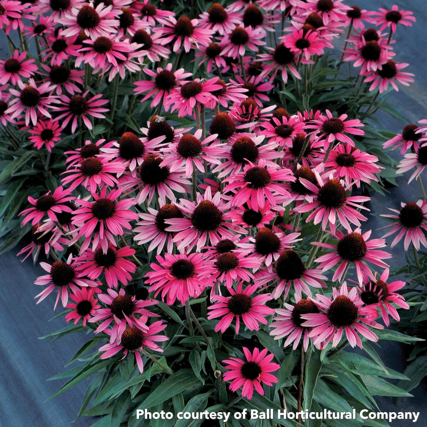 Echinacea Dark Shadows Wicked 1Q