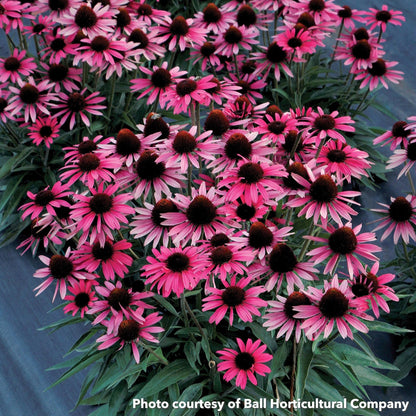 Echinacea Dark Shadows Wicked 1Q