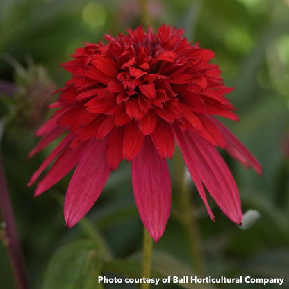 Echinacea Double Scoop Strawberry Deluxe 1Q