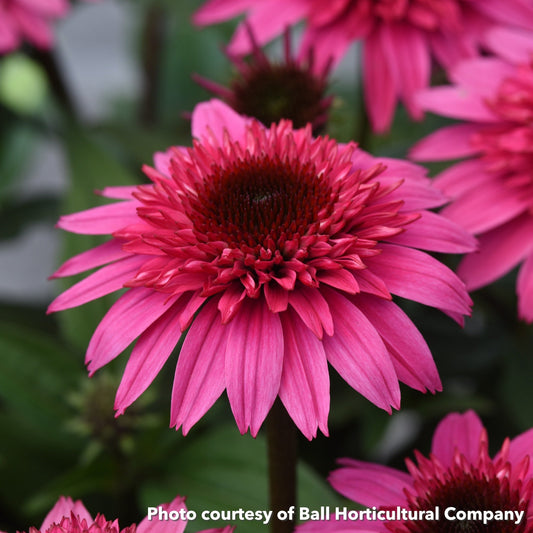 Echinacea Double Scoop Watermelon Deluxe 1Q