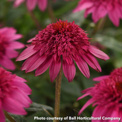 Echinacea Double Scoop Watermelon Deluxe 1Q