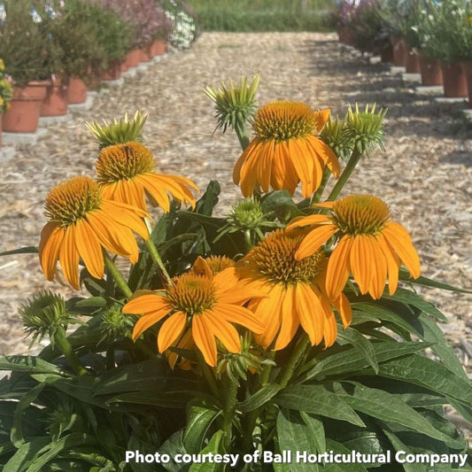 Echinacea x Guatemala Gold 1G