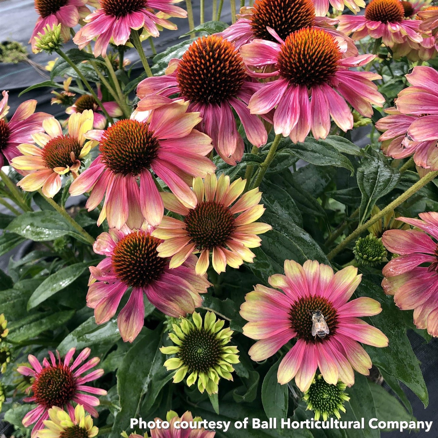 Echinacea x Kismet Pink Lemonade 1G