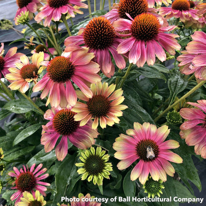 Echinacea x Kismet Pink Lemonade 1G