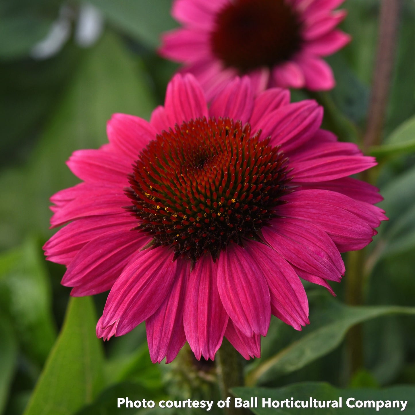 Echinacea x Sombrero Fandango Fuschia 1G