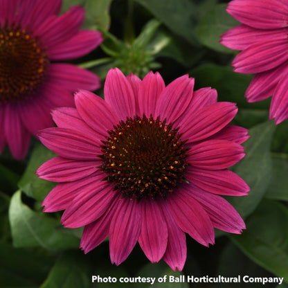 Echinacea x Sombrero Fandango Fuschia 1G