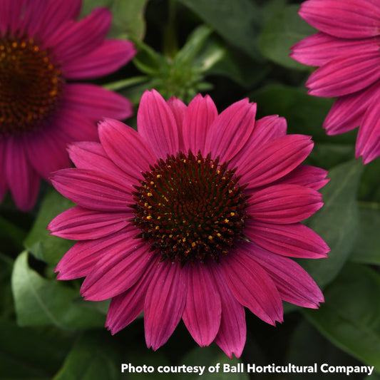 Echinacea x Sombrero Fandango Fuschia 1G