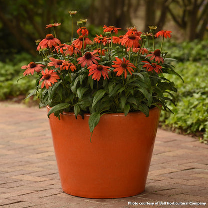 Echinacea Sombrero Mandarin Mambo 1G