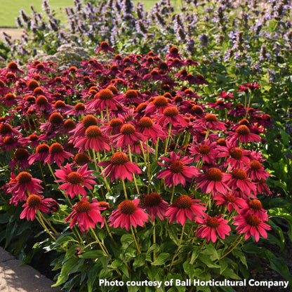 Echinacea x Sombrero Poco Hot Pink 1Q