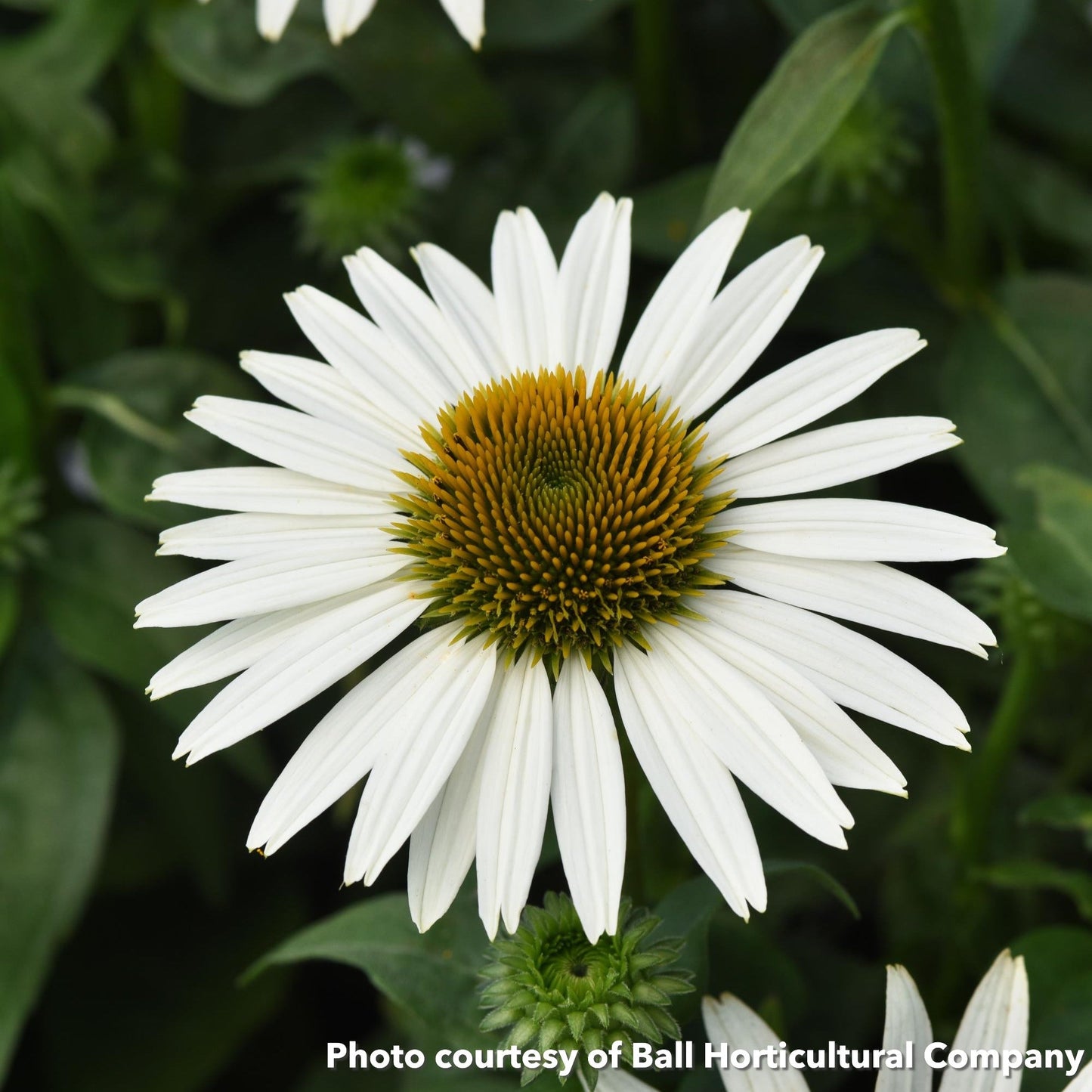 Echinacea x Sombrero Poco White 1Q
