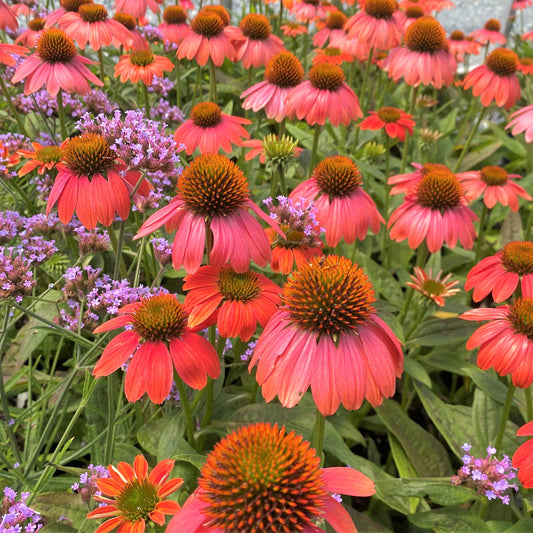 Echinacea x Sombrero Poco Hot Coral 1Q