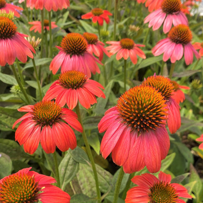 Echinacea x Sombrero Poco Hot Coral 1Q