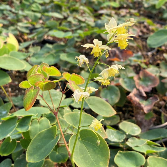 Epimedium x versicolor Sulphureum 2.5"