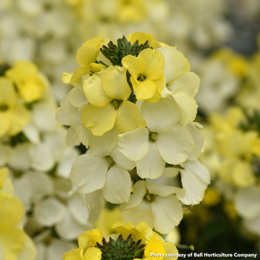 Erysimum x Brightside Lemon Ice 1G