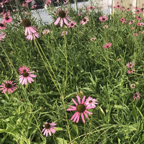 Echinacea tennesseensis Rocky Top 1Q