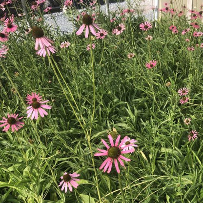 Echinacea tennesseensis Rocky Top 1Q