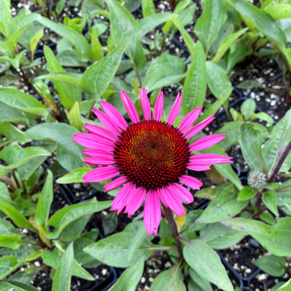 Echinacea purpurea 'Fatal Attraction' 1G (Coneflower)