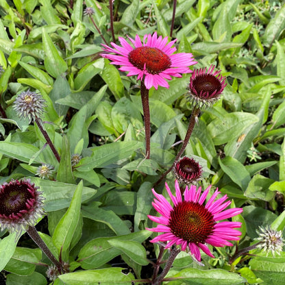 Echinacea purpurea 'Fatal Attraction' 1G (Coneflower)