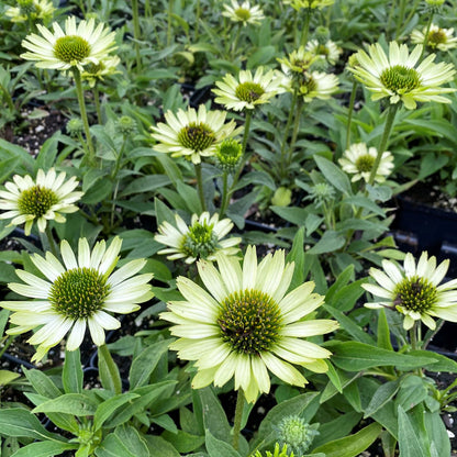 Echinacea purpurea 'Virgin' 1G (Coneflower)