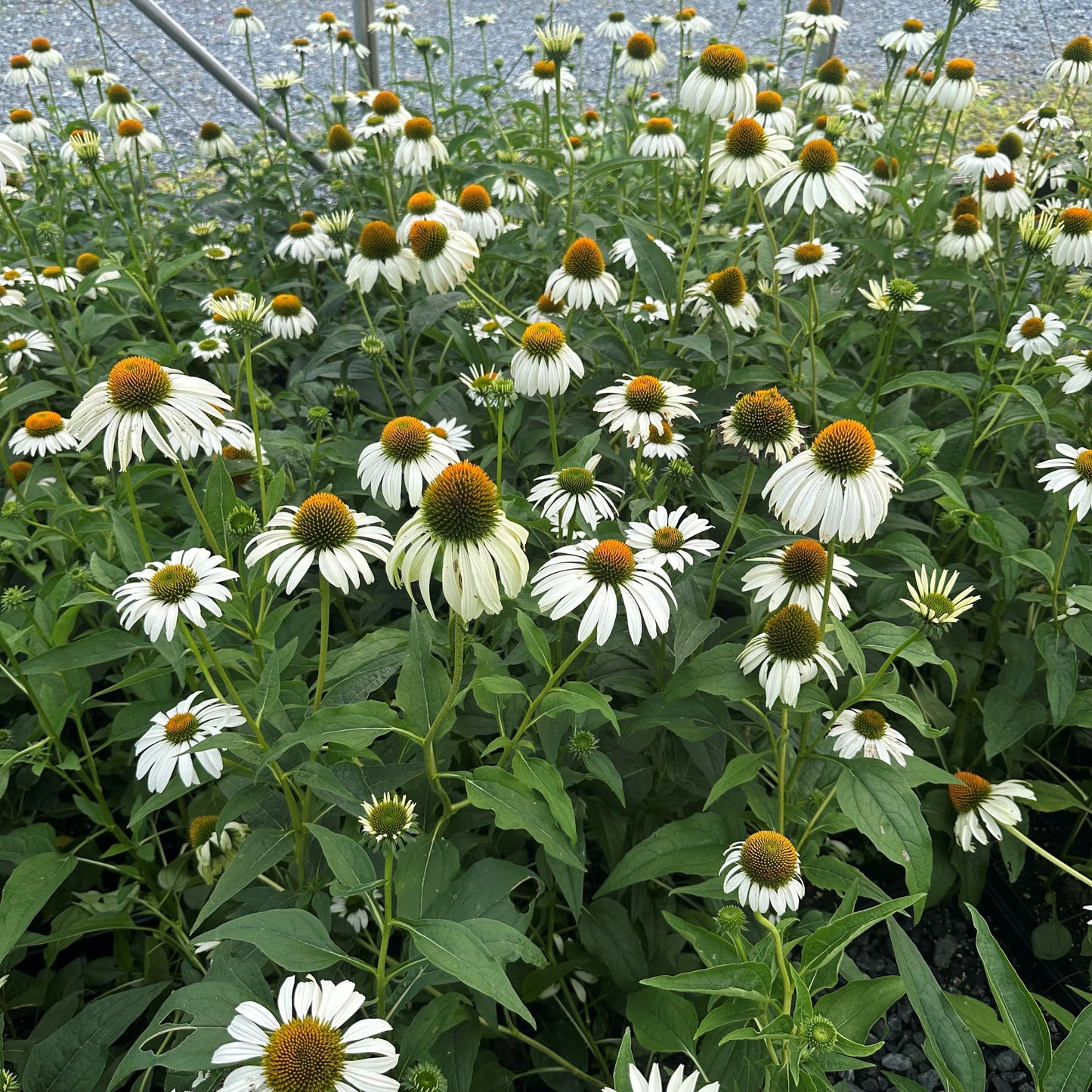 Echinacea purpurea White Swan 1G